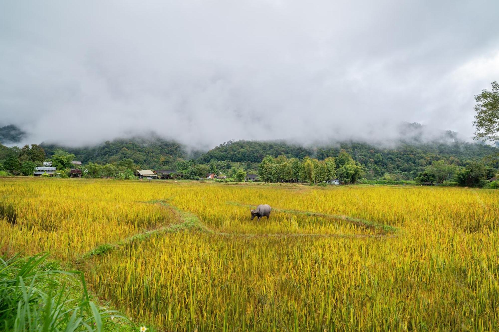 Luxury Farm House Pai Buitenkant foto